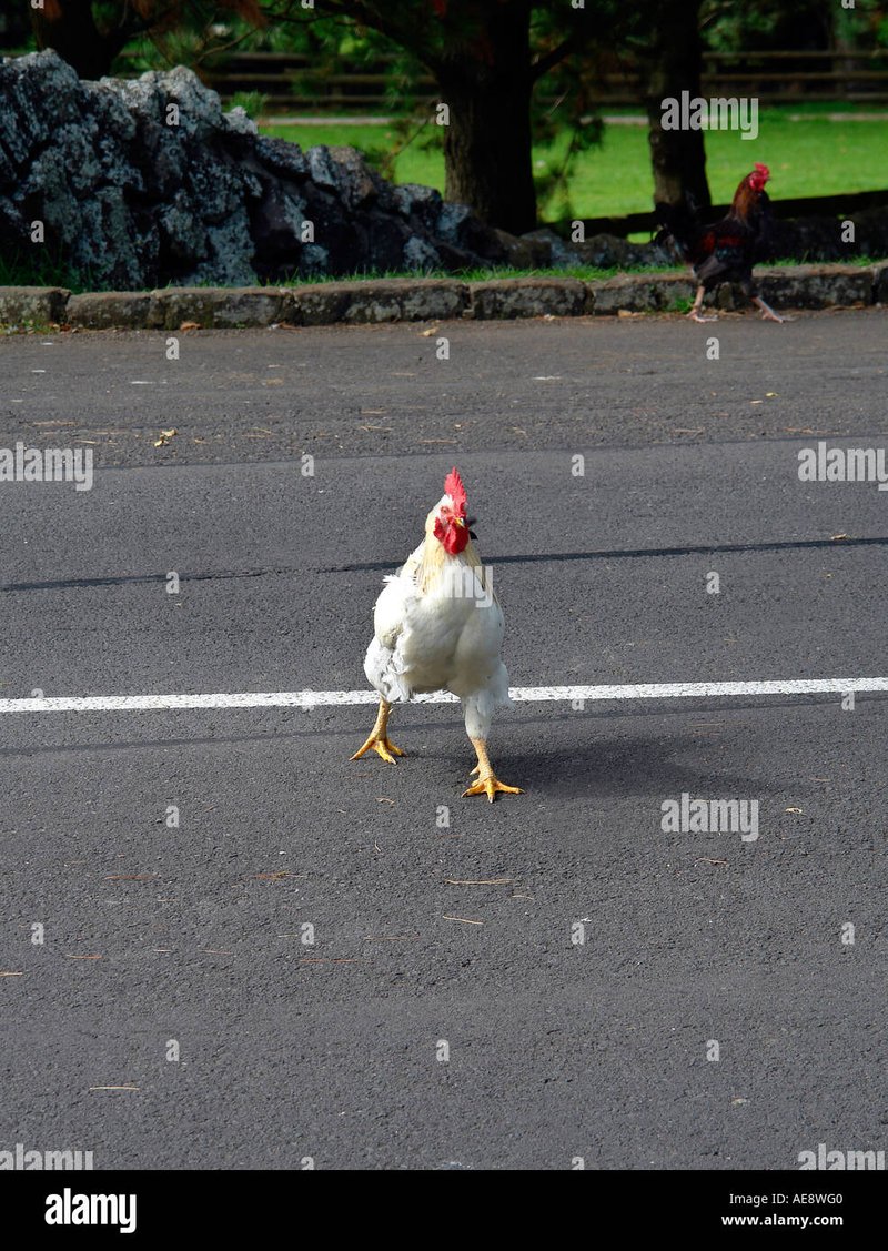 Descubre el Emocionante Juego de Azar de Chicken Road en España