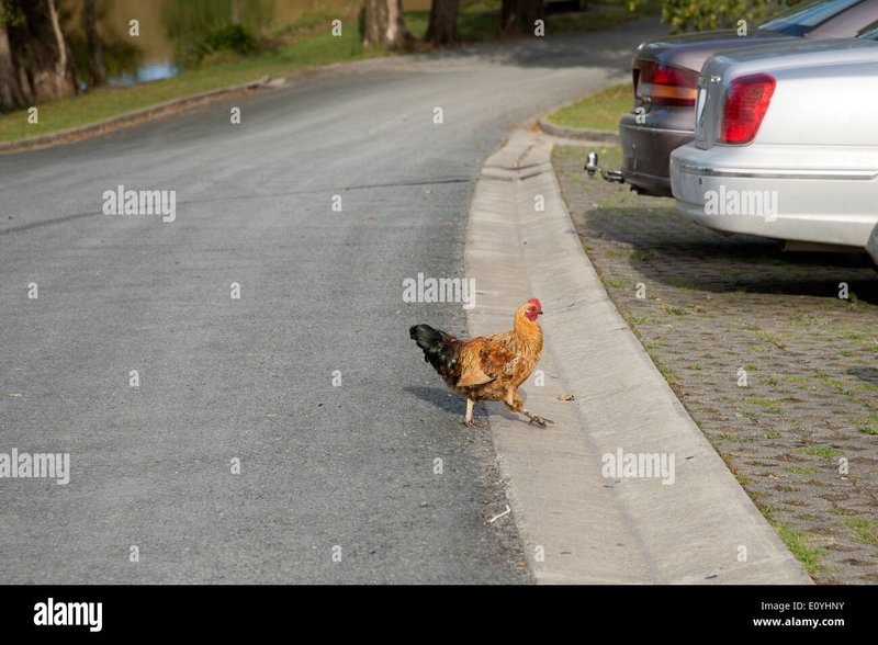 A look at chicken road españa